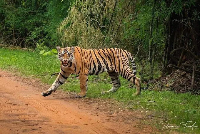 DELHI - SARISKA - JAIPUR